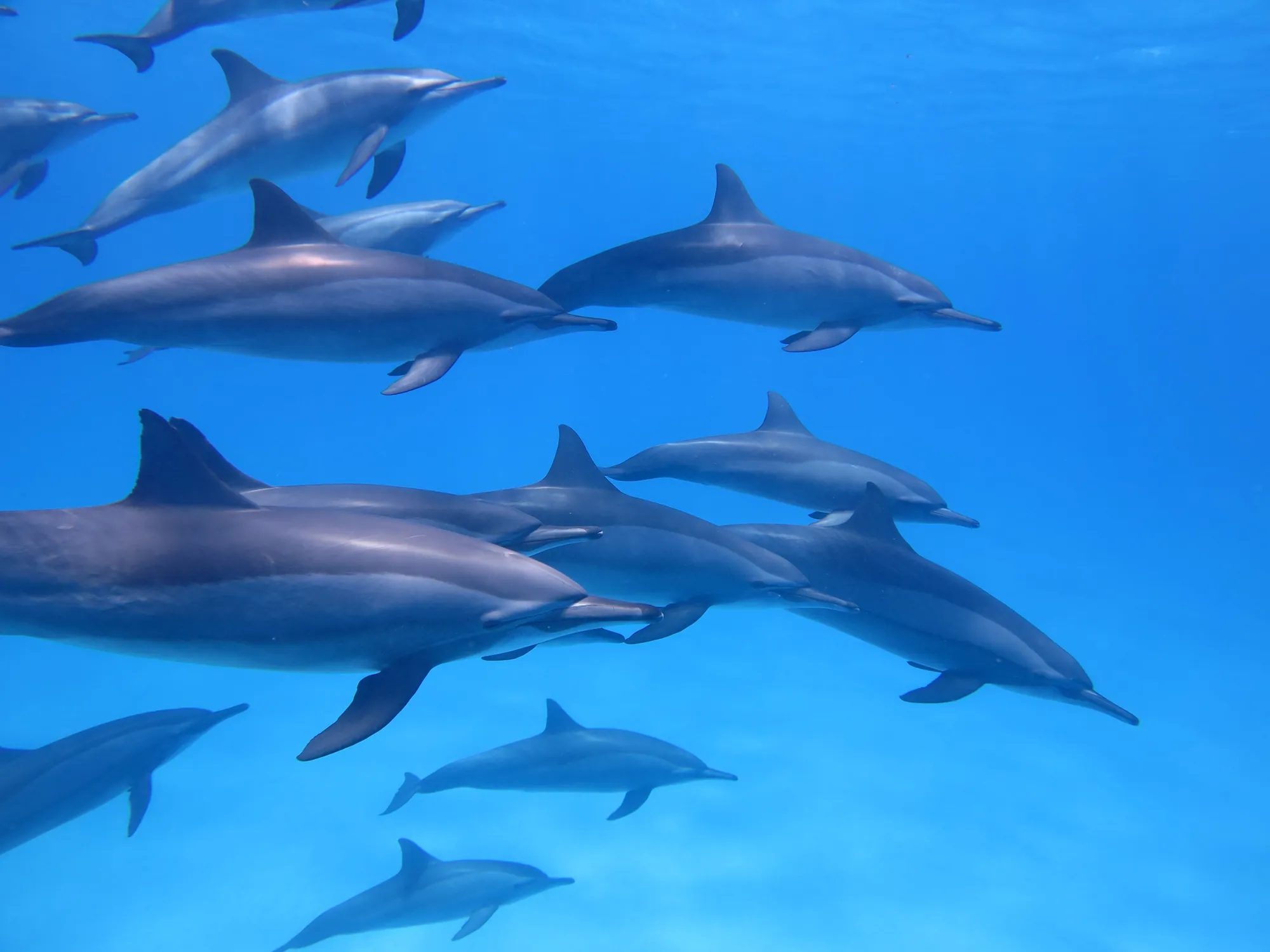 Grupo de golfinhos a nadar em águas azuis